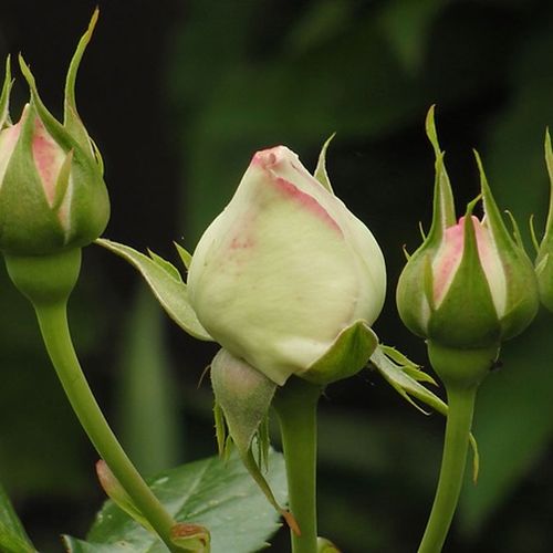 Rosa  Eden Rose® - růžová - Stromkové růže s květmi čajohybridů - stromková růže s převislou korunou